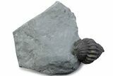 Wide Enrolled Flexicalymene Trilobite - Mt Orab, Ohio #375226-1